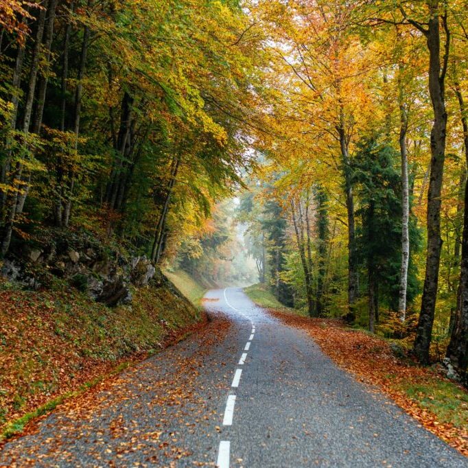 Beautiful scenery of a road in a forest with a lot of colorful autumn trees A beautiful scenery of a road in a forest with a lot of colorful autumn trees