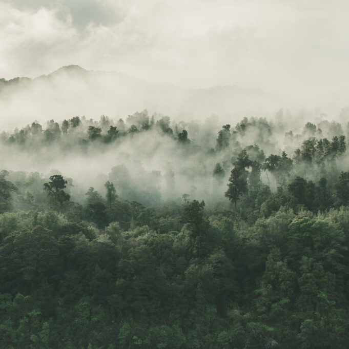 high-angle-shot-beautiful-forest-with-lot-green-trees-enveloped-fog-new-zealand high-angle-shot-beautiful-forest-with-lot-green-trees-enveloped-fog-new-zealand