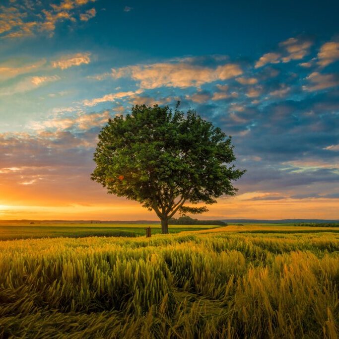 Wide angle shot of a single tree growing under a clouded sky during a sunset surrounded by grass A wide angle shot of a single tree growing under a clouded sky during a sunset surrounded by grass